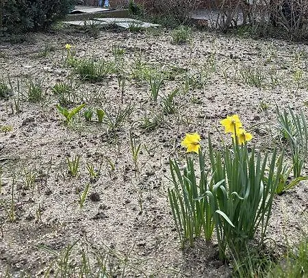 Daire Bungalow Lindenstrasse Goehren (Ruegen)